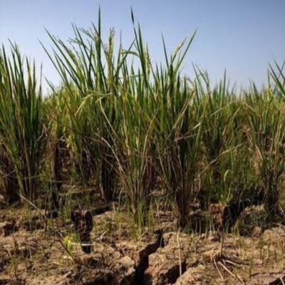 El Niño Could Push 49 Million More People Into Hunger, UN Warns