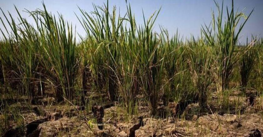 El Niño Could Push 49 Million More People Into Hunger, UN Warns